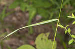 Eastern bottlebrush grass